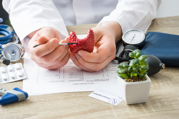 A doctor holding a model of the thyroid gland and pointing at it — illustration of examinations and health problems associated with the thyroid gland.