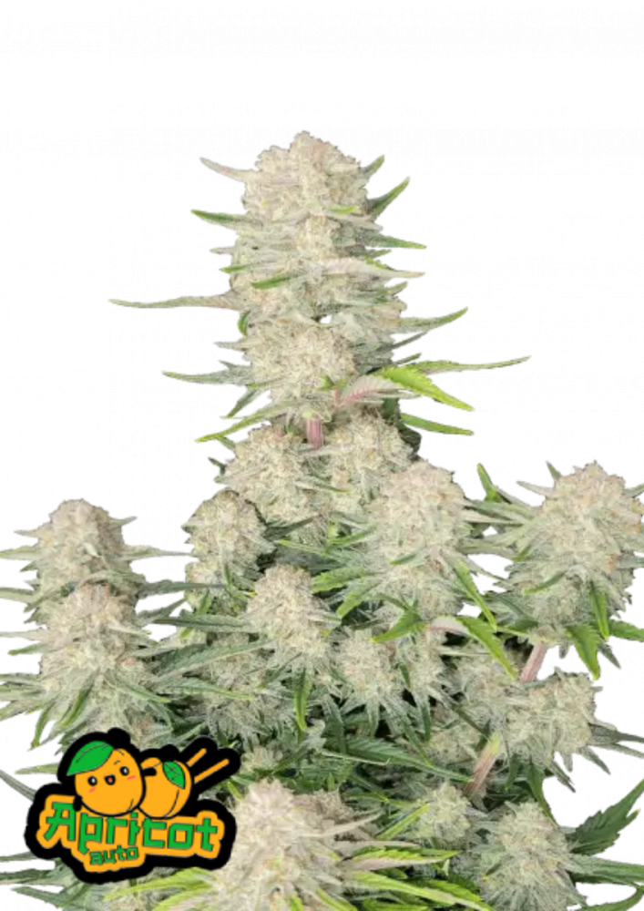 Fast Buds Cannabis Seeds Apricot Auto 5 ks
