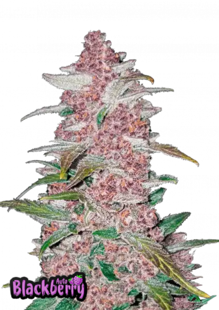 Fast Buds Cannabis Seeds Blackberry Auto 3 ks