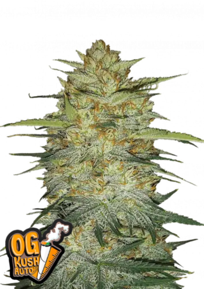 Fast Buds Cannabis Seeds OG Kush Auto 1 ks
