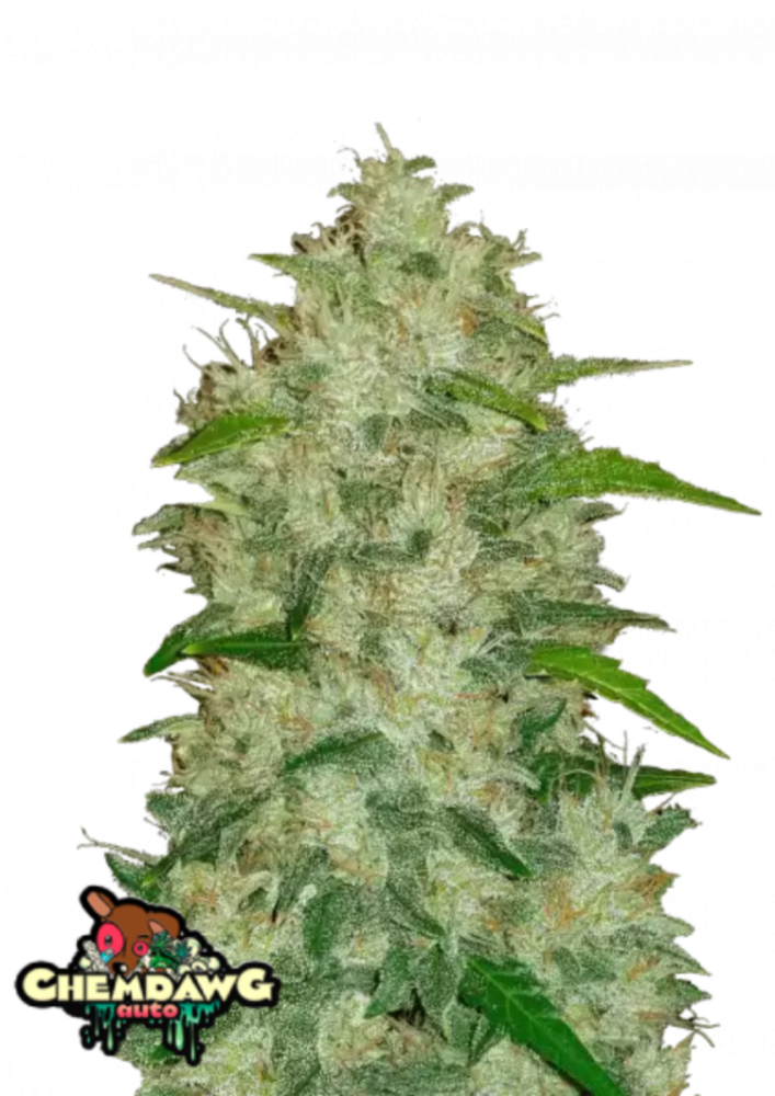 Fast Buds Cannabis Seeds Chemdawg Auto 1 ks