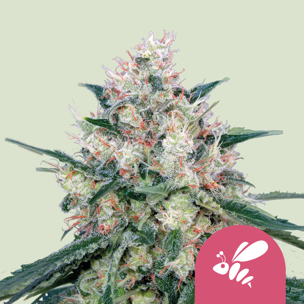 Royal Queen Seeds Cannabis Seeds Honey Cream - Fast Feminized 1 ks