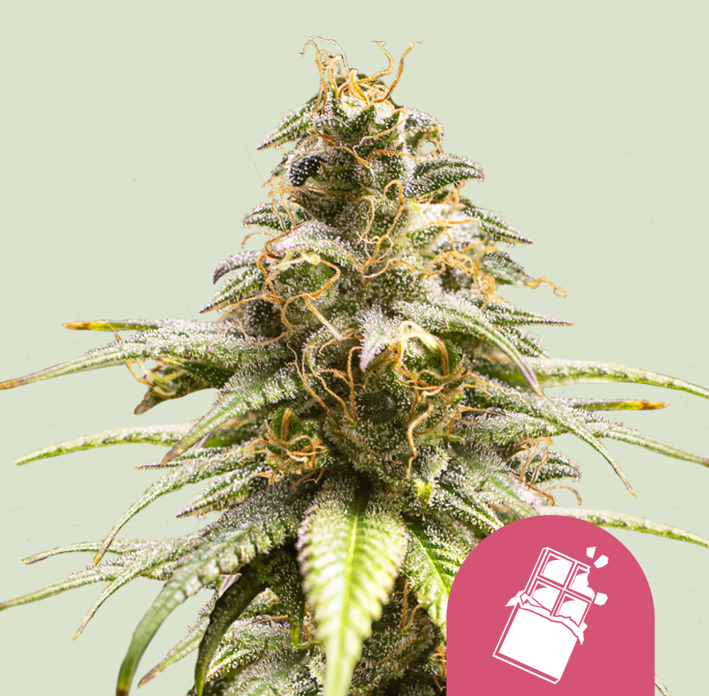 Royal Queen Seeds Cannabis Seeds Chocolate Haze Feminized 5 ks