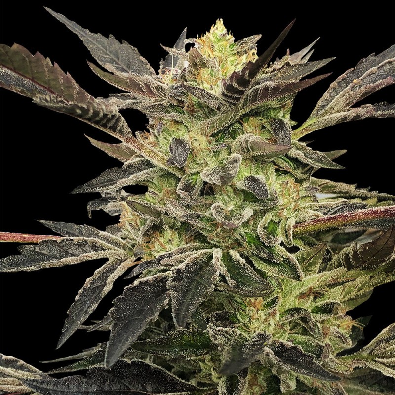 Silent Seeds Cannabis Seeds Pink Sunset Auto od Sherbinskis 5 ks