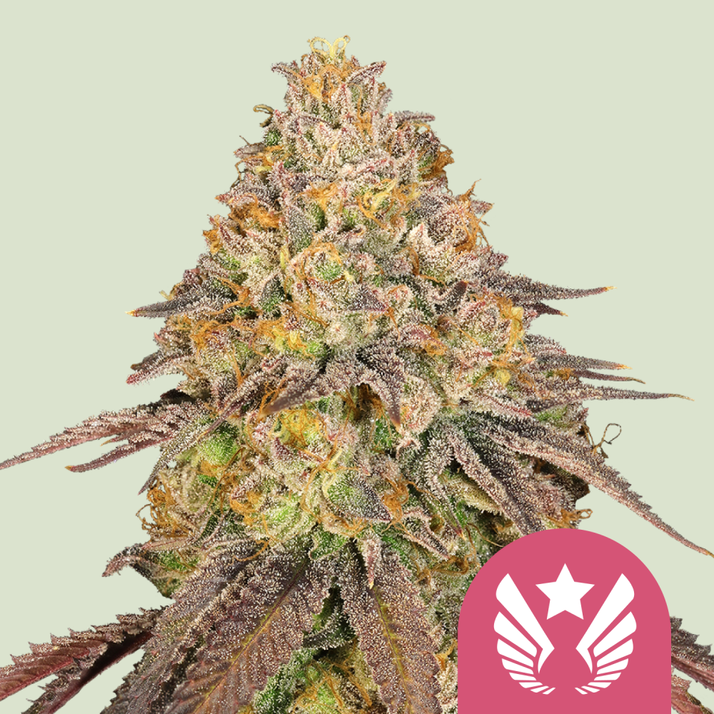 Royal Queen Seeds Cannabis Seeds Legendary OG Punch Feminized 1 ks