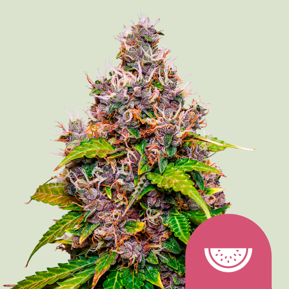 Royal Queen Seeds Cannabis Seeds Watermelon Feminized 3 ks