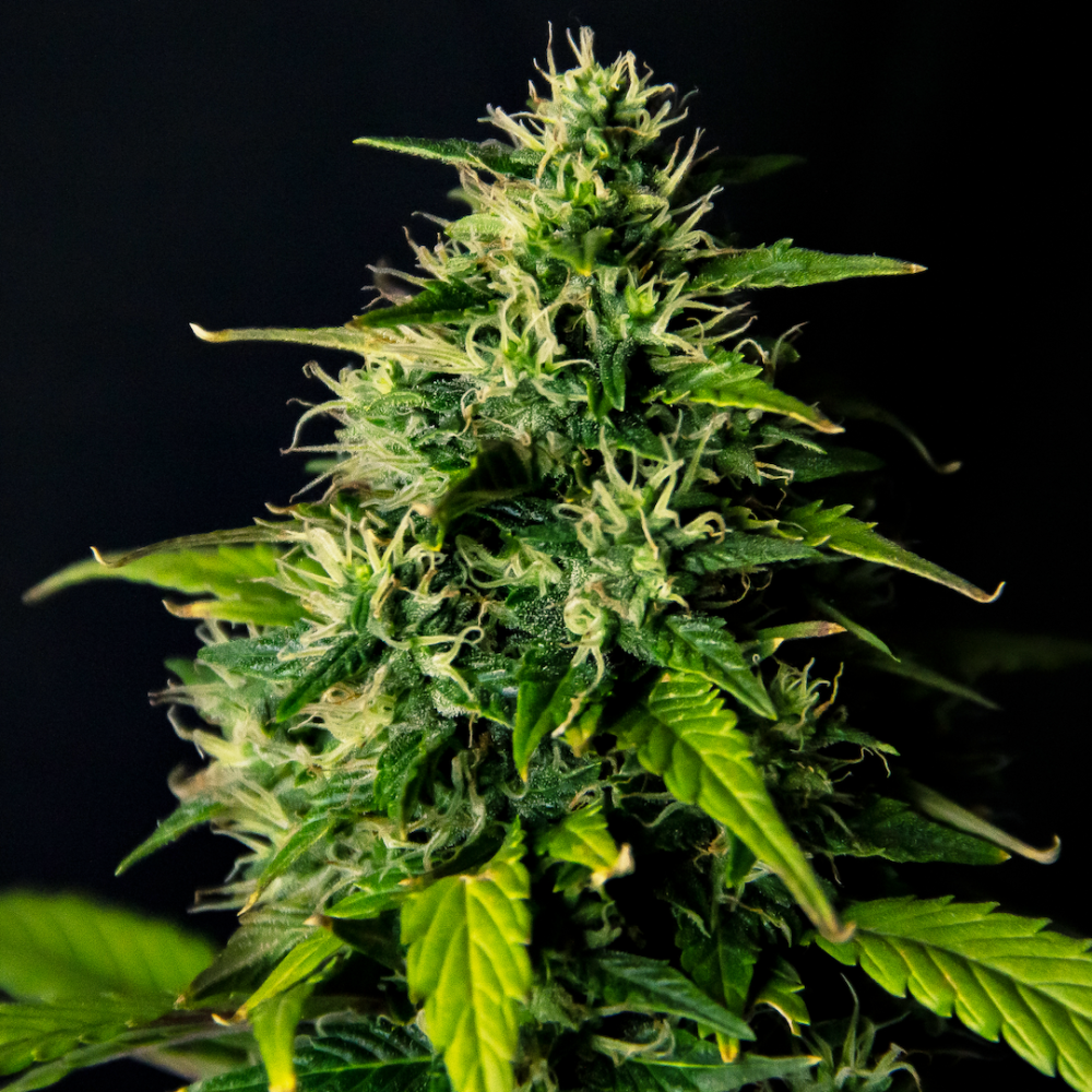 Doctor´s Choice Seeds DC Cure 1:1 Auto Feminized 1 ks