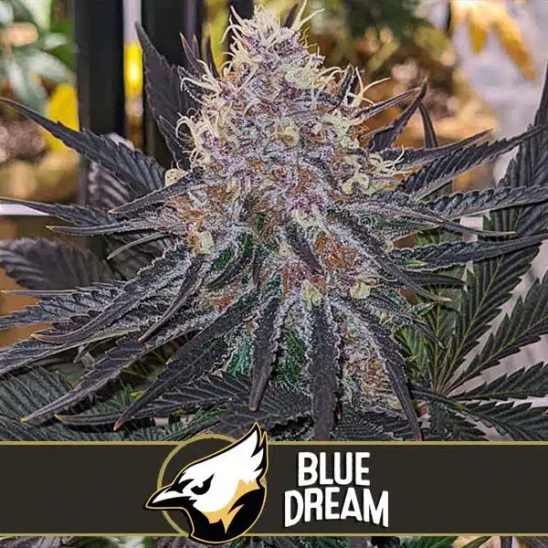 Blimburn Seeds Feminizované semená kanabisu Blue Dream 6 ks