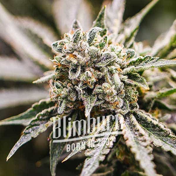 Blimburn Seeds Semená kanabisu GMO feminizované 6 ks