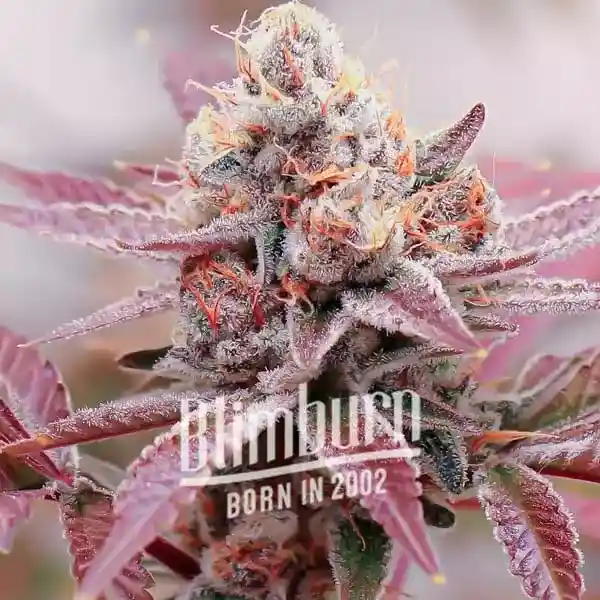Blimburn Seeds Cannabis Seeds Glookies Auto 6 ks
