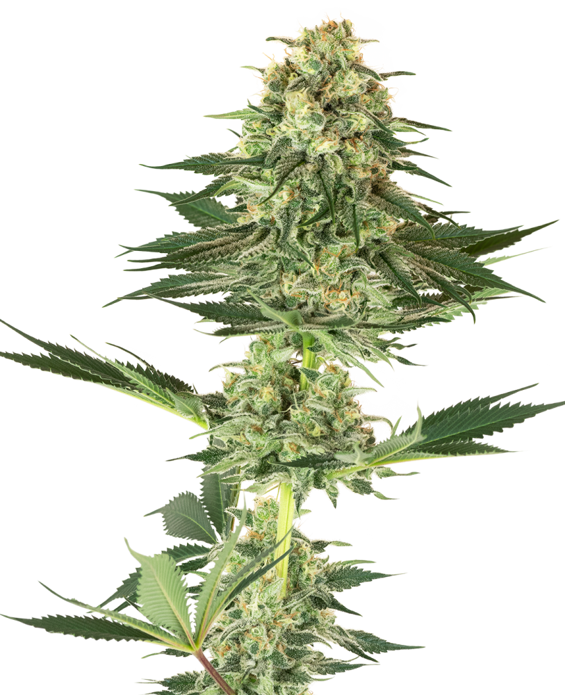 Sensi Seeds Cannabis Seeds Banana Kush Feminized by White Label, 3-10 ks 3 ks