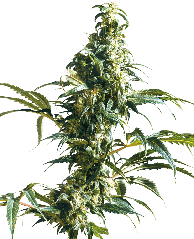 Sensi Seeds Semená kanabisu Mexican Sativa® Regular, 10 ks