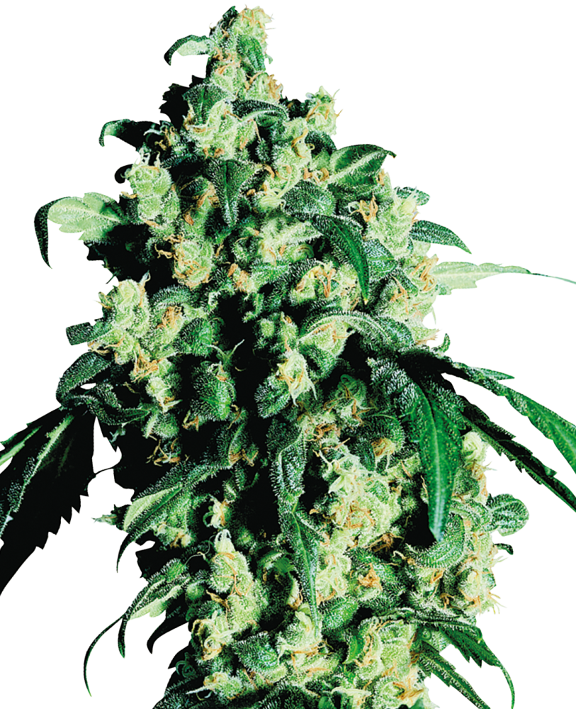 Sensi Seeds Cannabis Seeds Super Skunk® Feminized, 3-25 ks 10 ks