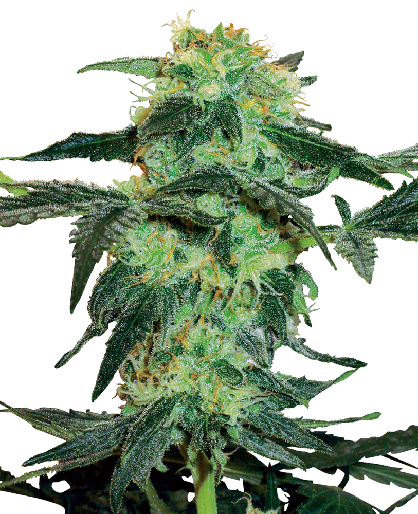 Sensi Seeds Cannabis Seeds White Ice Feminized by White Label, 3-10 ks 10 ks