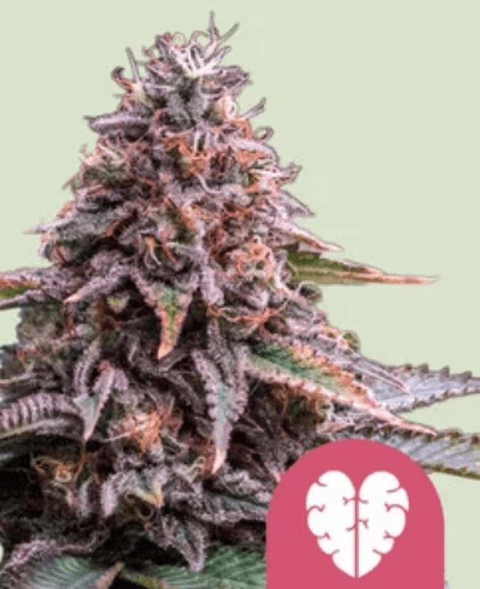 Royal Queen Seeds Feminizované semienka ružovej hmly z kanabisových semienok 5 ks