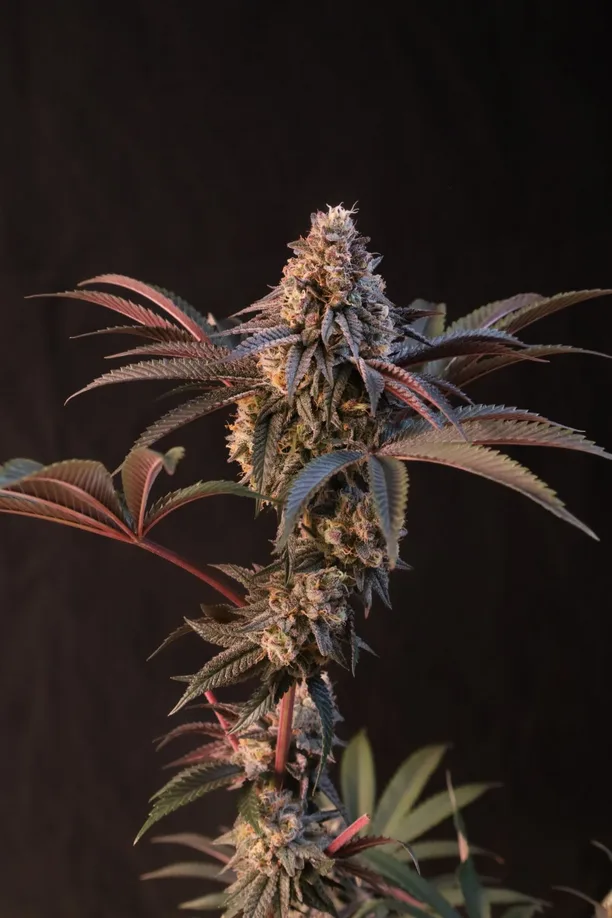 Fast Buds Cannabis Seeds Lemon Cherry Runtz 5 ks