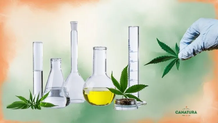 On the left, beakers and cannabis leaves; on the right, a gloved hand holding a cannabis leaf; at the bottom right, the Canatura logo