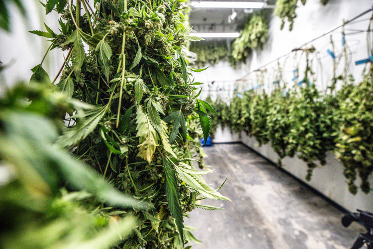 Drying cannabis buds indoors, proper post-harvest process to avoid mold and impurities
