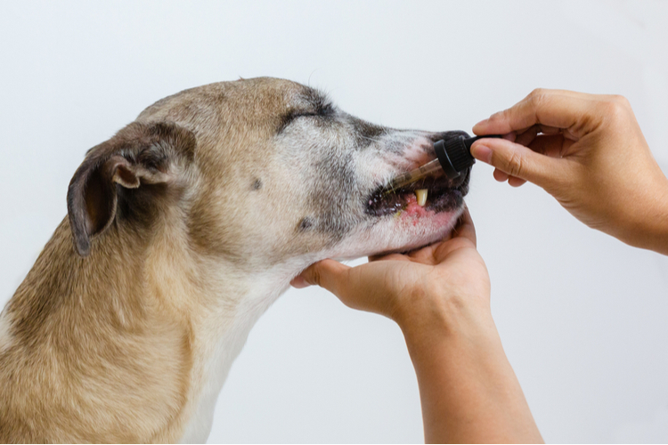 CBD oil dripped into the dog's mouth with a dropper