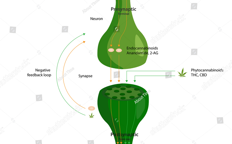 Ilustración de cómo los endocannabinoides 2-AG y AEA se producen y actúan en el cerebro, incluyendo sus interacciones con receptores y enzimas en las células