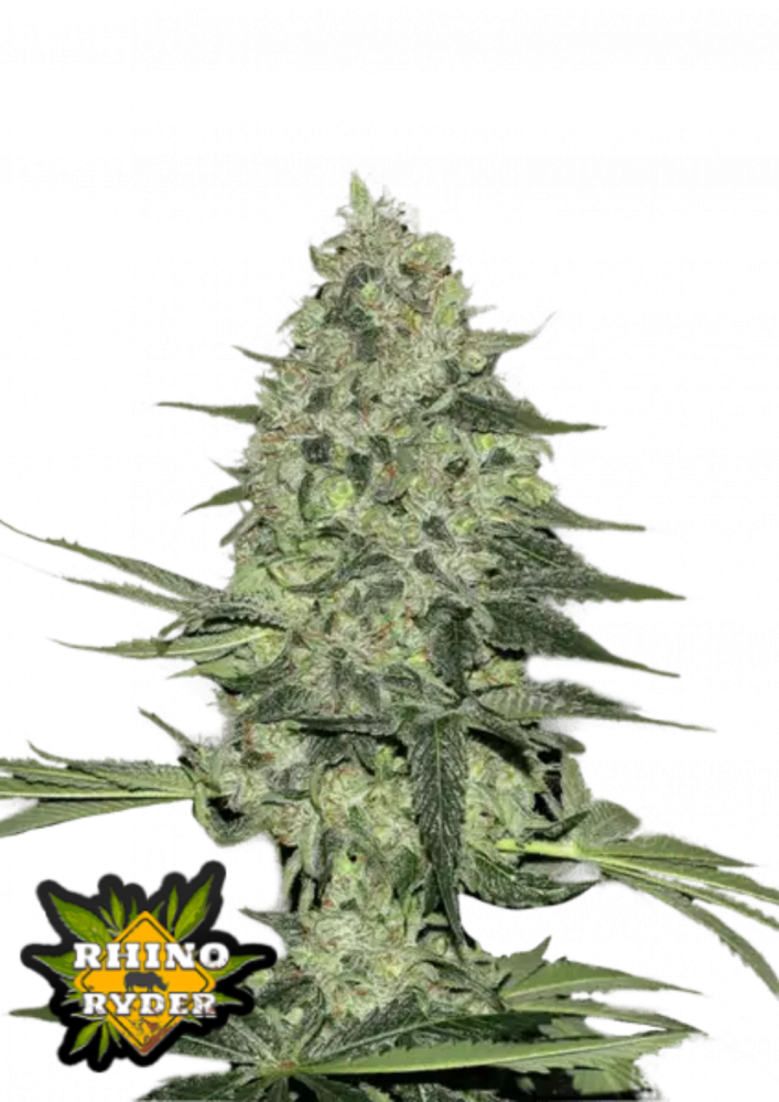 Fast Buds Cannabis Seeds Rhino Ryder Auto 3 ks
