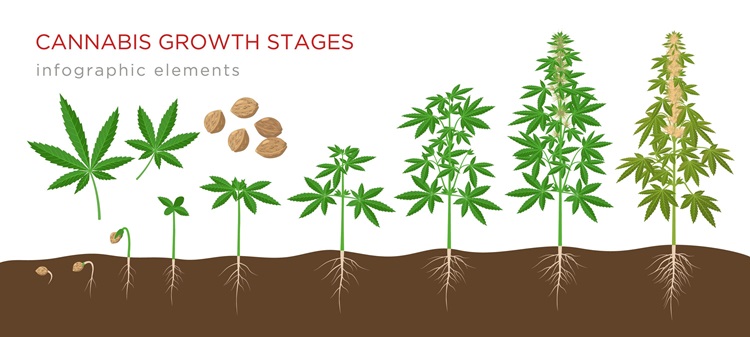Cannabis sativa growth stages from seed to adult plant with cannabis leaves, flowers and roots - infographic elements isolated on white background.