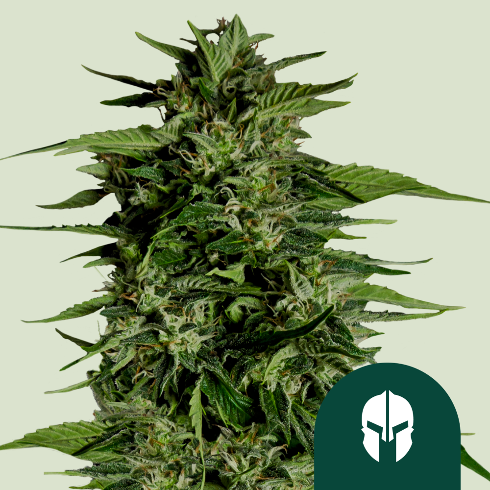 Royal Queen Seeds Cannabis Seeds Hyperion F1 Auto 1 ks