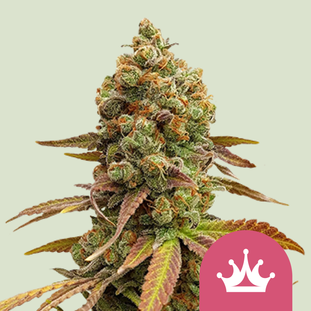Royal Queen Seeds Cannabis Seeds Special Queen #1 Feminizované 1 ks