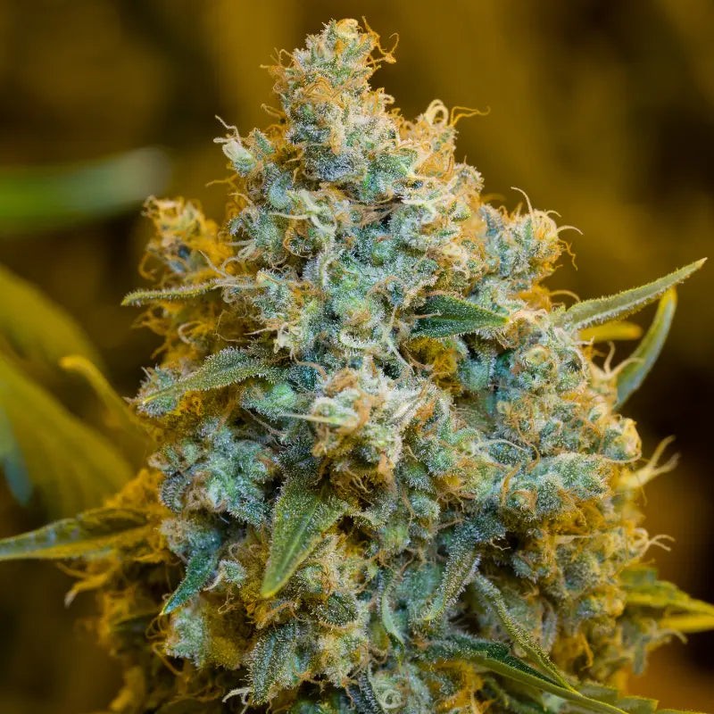 Silent Seeds Classic Cannabis Seeds Critical Jack Feminized 3 ks