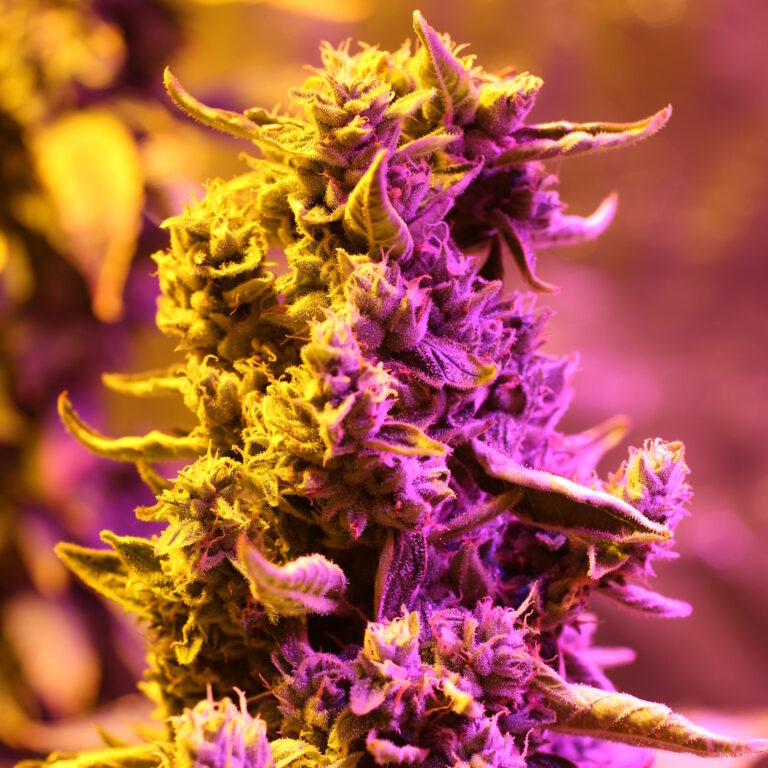 Doctor's Choice Seeds Doctor's Choice #1 Auto Feminized 10 ks