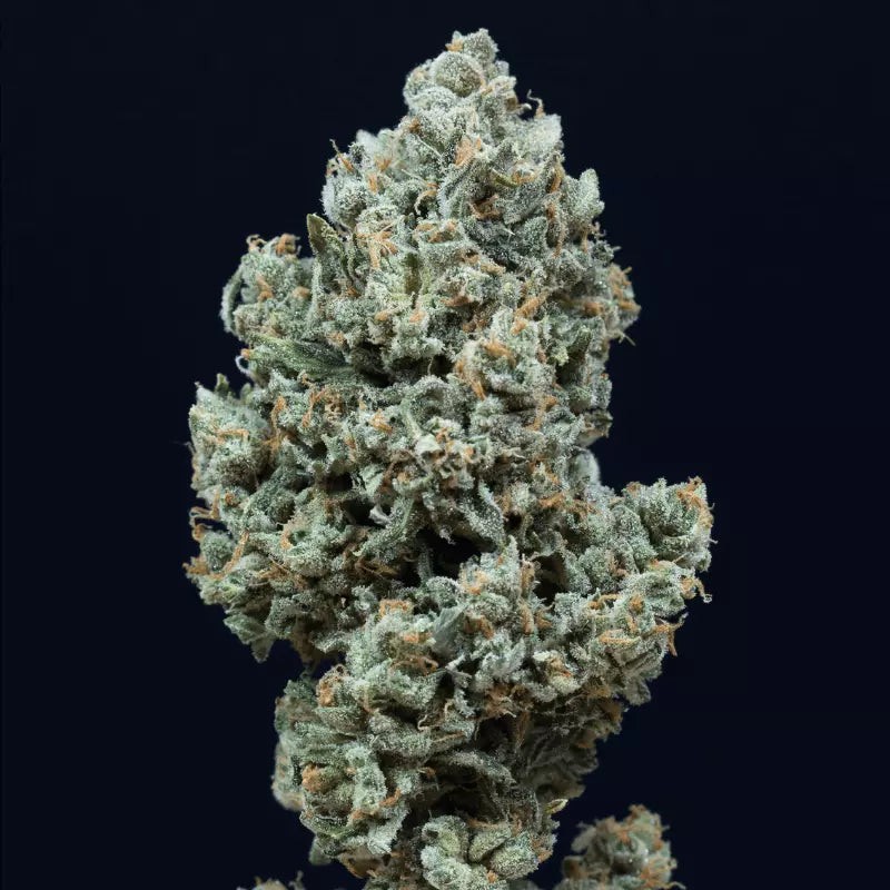 Silent Seeds Semená kanabisu Critical + 2.0 Auto Feminized 3 ks