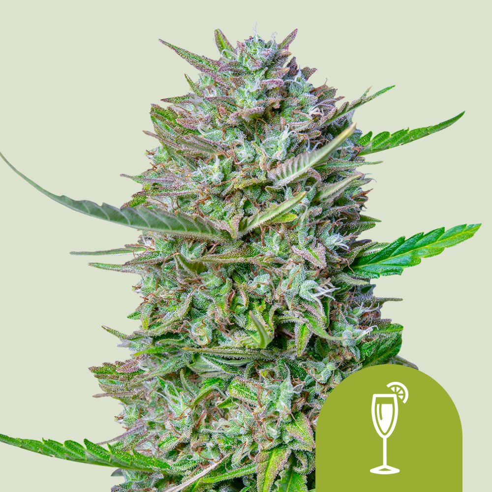 Royal Queen Seeds Cannabis Seeds Mimosa Auto 1 ks