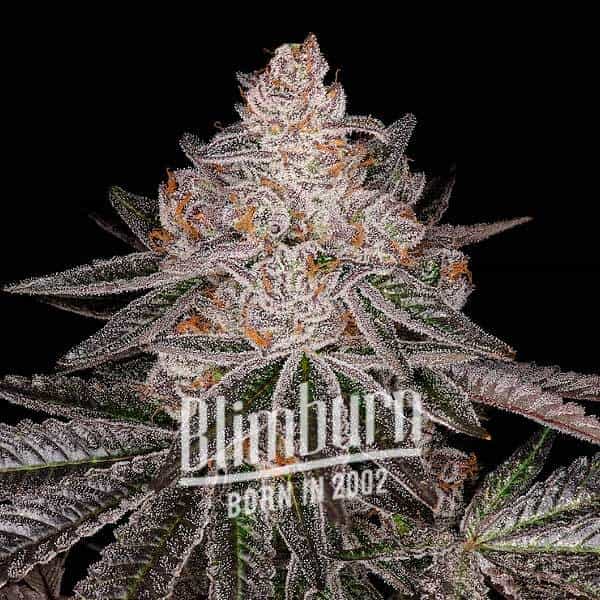 Blimburn Seeds Semená kanabisu Apple Fritter Auto 3 ks