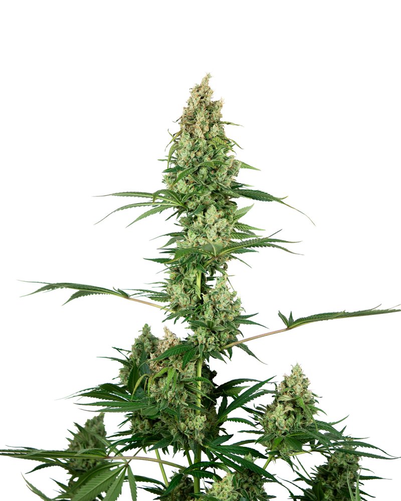 Sensi Seeds Cannabis Seeds Silver Fire® Feminized, 3-10 ks 5 ks