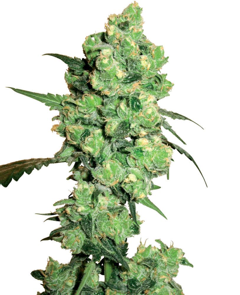 Sensi Seeds Cannabis Seeds Super Skunk Feminized by White Label, 3-10 ks 3 ks