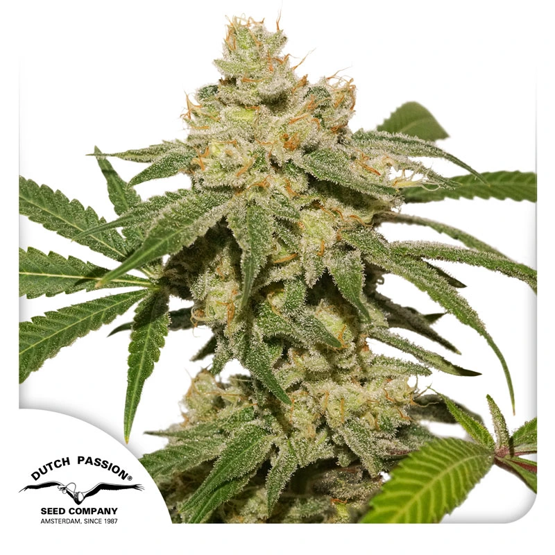 Dutch Passion Cannabiszaden Auto Oh My Gusher® Autoflowering