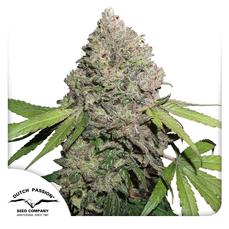 Dutch Passion Semená kanabisu CBD Charlotte's Angel ® Feminized 3 ks
