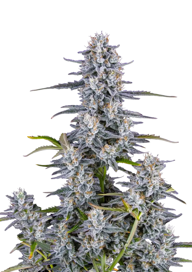 Fast Buds Cannabiszaden Super Boof Autoflowering