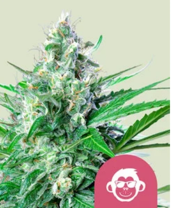 Royal Queen Seeds Semená kanabisu Grape Ape Feminizované 5 ks