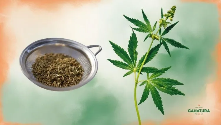 Production using a sieve, a sieve with cannabis, cannabis leaf, Canatura logo in the bottom right