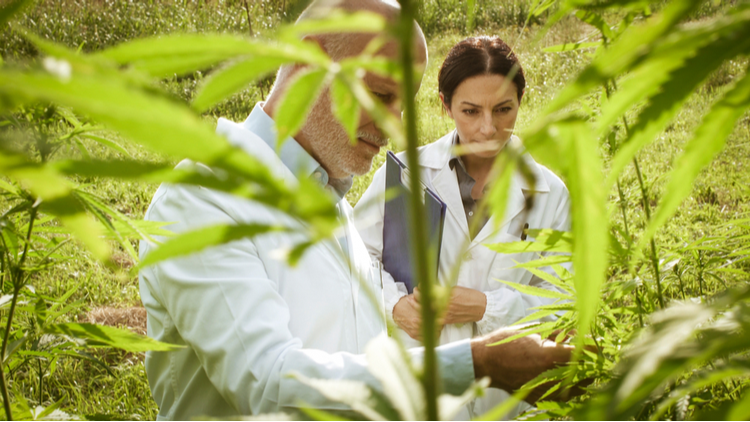 Experts examine cannabis plants