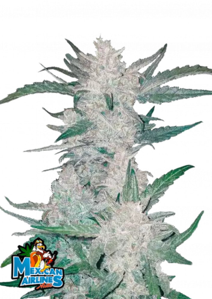 Fast Buds Cannabis Seeds Mexican Airlines Auto 1 ks