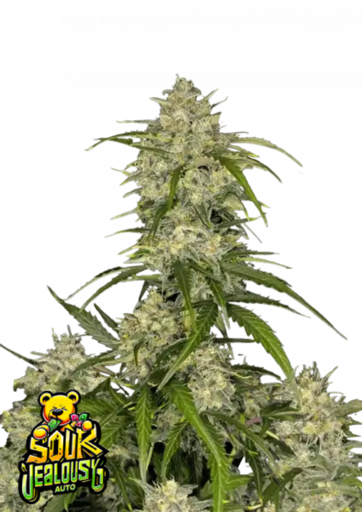 Fast Buds Cannabis Seeds Sour Jealousy Auto 3 ks