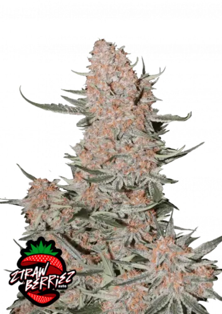Fast Buds Cannabis Seeds Ztrawberriez Auto 3 ks