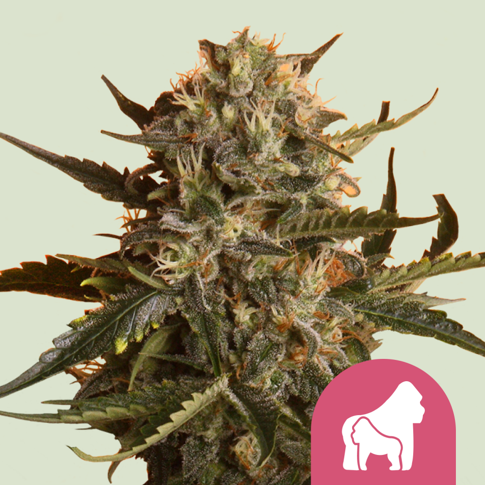 Royal Queen Seeds Cannabis Seeds Mother Gorilla (Predtým Royal Madre) Feminizované 1 ks