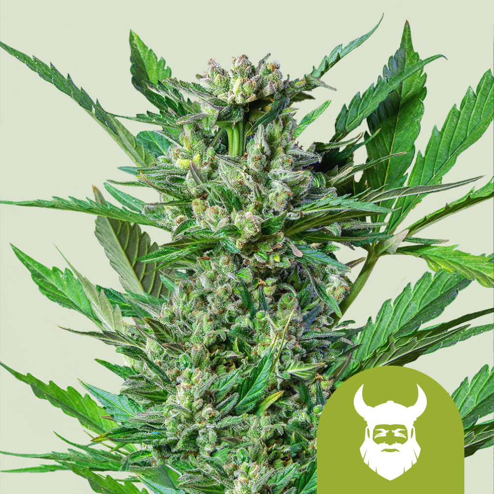 Royal Queen Seeds Cannabis Seeds Royal Dwarf Auto 1 ks