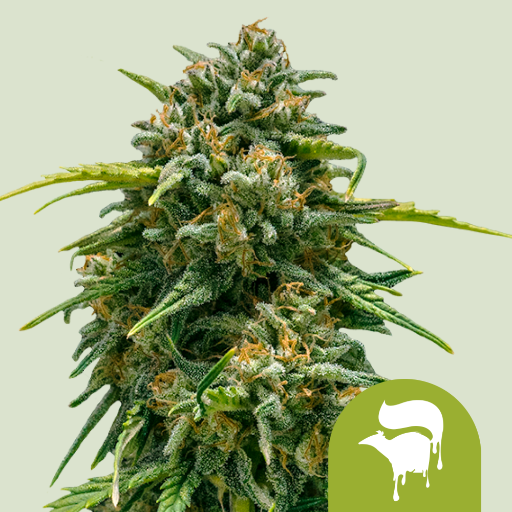 Royal Queen Seeds Cannabis Seeds Sweet Skunk Auto 1 ks