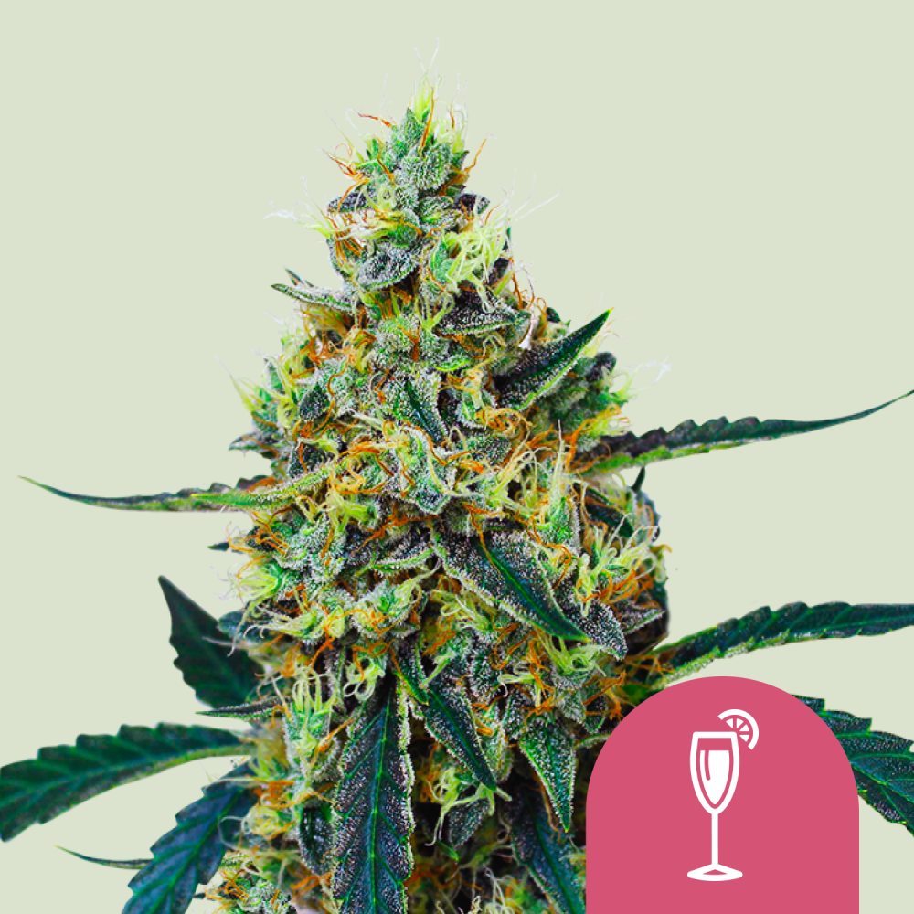 Royal Queen Seeds Cannabis Seeds Mimosa Feminizované 3 ks
