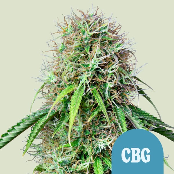 Royal Queen Seeds Cannabis Seeds Royal CBG Auto (High CBD) 10 ks