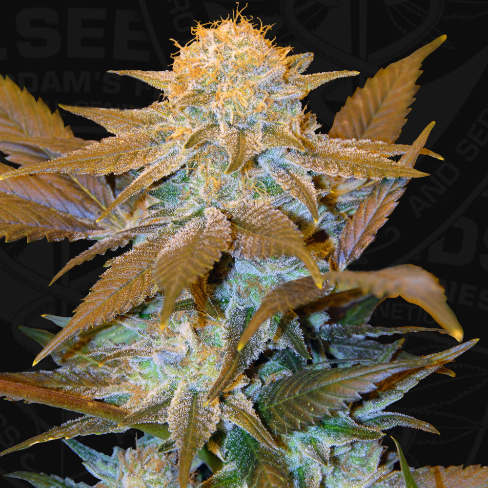 T.H.Seeds™ Cannabis Seeds Critical HOG™, rôzne balenia, feminizované 2 ks